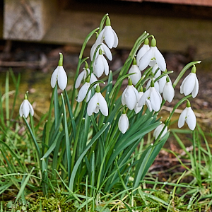 Snowdrops in bloom