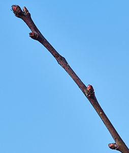 Early Hawthorn buds