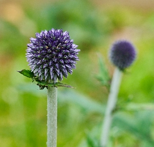 Globe thistle flower