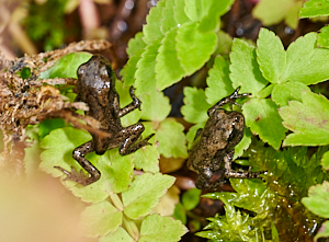 Very small toads - just out of water