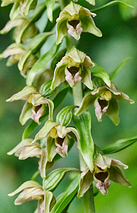 Broadleaved helibroine in flower