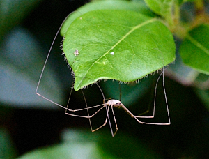 Very long legged spider