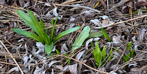 Native bluebells pushing through the leaf litter