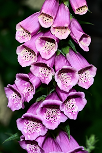 Foxglove in flower
