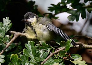 Great tit ona branch